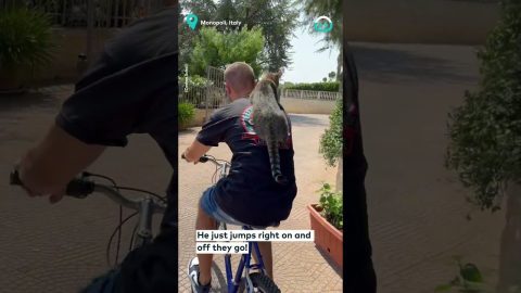 Kitty Takes Bike Ride || ViralHog