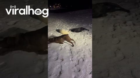 Happy Dogs Celebrate First Snow of the Season || ViralHog