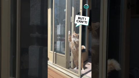 Clumsy Kitty Stuck Behind Glass Door || ViralHog