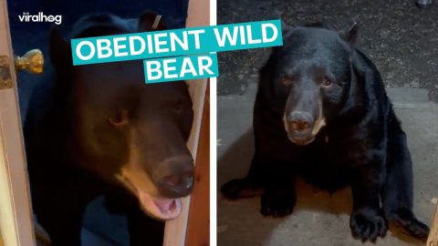 Wild Bear is SUPER Obedient || ViralHog