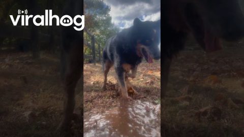 Water-Loving Dog Digs Trench || ViralHog