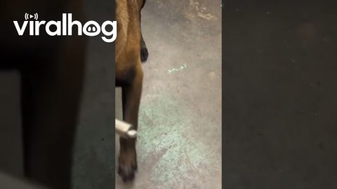 Malinois Fetches Air Gauge || ViralHog