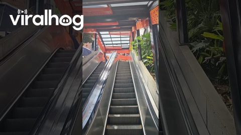 Dog Has Fun On Escalator Rides || ViralHog