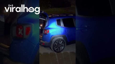 Bear Tries To Snag Thanksgiving Groceries || ViralHog