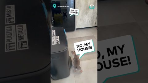 Puppy Not Sure Of Reflection || ViralHog
