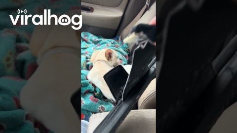 Dog Hides When Confronted With Chewed Slipper || ViralHog