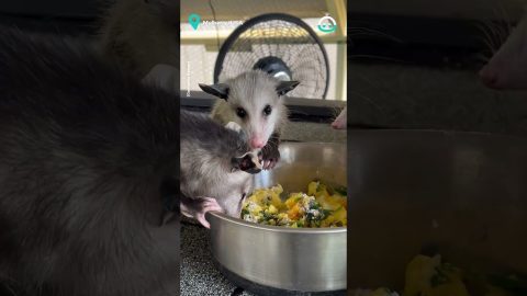 Opossum Loves Its Eggy Breakfast || ViralHog
