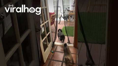 Cat Jumps Through Magnetic Screen Door || ViralHog