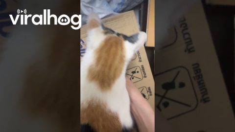 Using the Cat to Open Boxes || ViralHog
