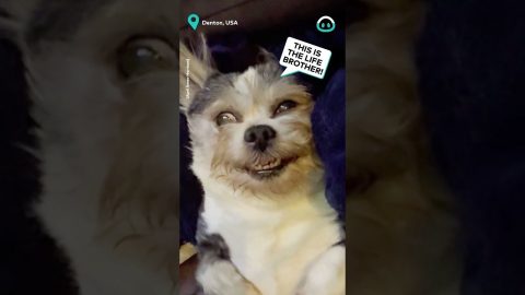 Old Pup Loves Belly Rubs || ViralHog