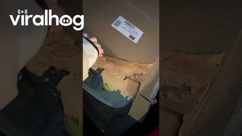 Cardboard Freezes To Windshield || ViralHog
