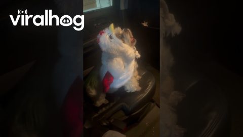 A Rooster Dressed As a Dog Dressed As a Rooster || ViralHog