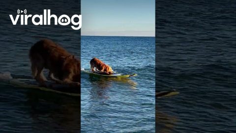 Golden Retriever Surfs Jersey Shore || ViralHog