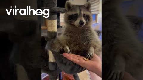 Kevin the Raccoon Eats Snacks In Cat Tower || ViralHog