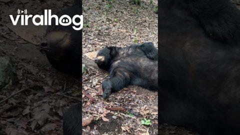 Sleepy Bear Tempts Belly Rubs || ViralHog