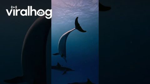 Diver Overjoyed to Meet a Pod of Dolphins || ViralHog