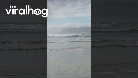 Water-Loving Dogs Waits For Waves On Hind Legs || ViralHog