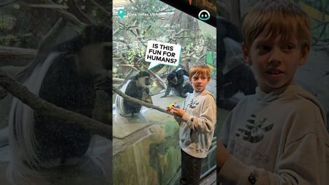 Monkey is FASCINATED by Boy's Rubiks Cube || ViralHog