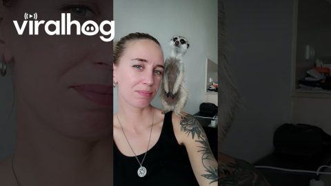 Pet Meerkat Perches On Owner's Shoulder || ViralHog