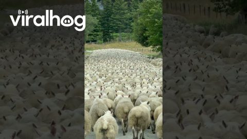 Rush Hour in New Zealand || ViralHog