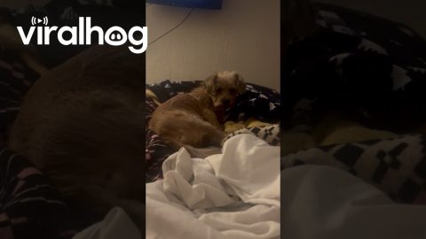 Terrible American Accent Excites Dog || ViralHog