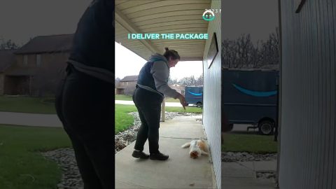 Ordering Too Much Online When Delivery Driver Learns Cats Name || ViralHog