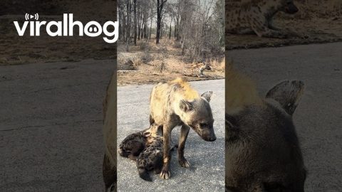 Spotted Hyena Nurses Her Cubs || ViralHog