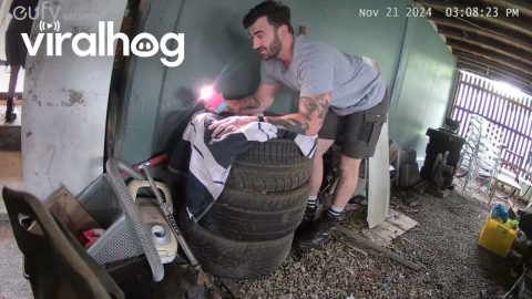 Couple Rescue Kitten Family From Tire Stack || ViralHog