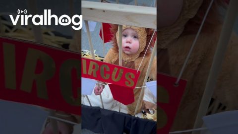 Adorable Circus Lion Halloween Costume || ViralHog