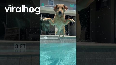 Golden Retriever Won't Stay || ViralHog