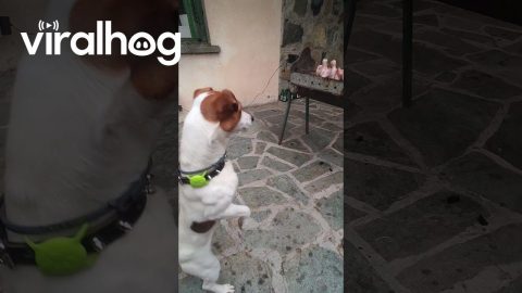 Jack Russell Terrier "Supervises" the Barbecue || ViralHog