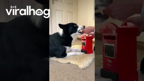 Border Collie Sends Letters to Santa || ViralHog