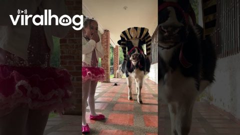 Adorable Cow and Girl Halloween Duo || ViralHog