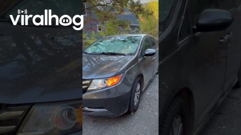 Black Bear Gets Stuck in SUV || ViralHog
