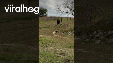 Henry the Donkey Runs Down Hill In Record Time || ViralHog