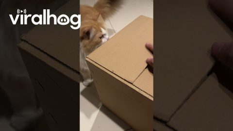 When Another Cat Steals Your Box || ViralHog