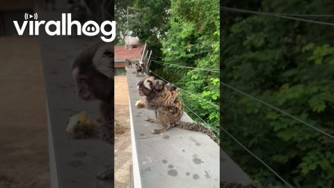 Marmoset Monkey Carries Babies on Back || ViralHog