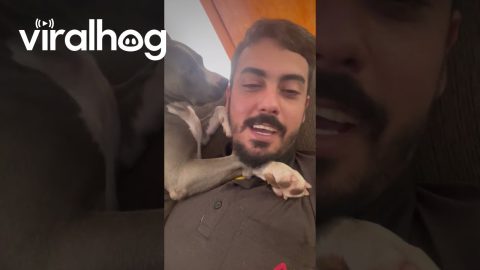 Affectionate Dog Cuddles Human Dad || ViralHog