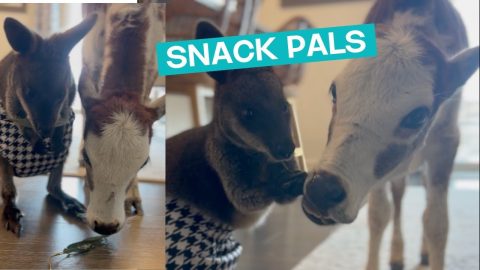 Mini Cow And Wallaby Besties || ViralHog