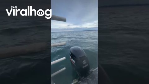Fisherman Inadvertently Rescue Seal || ViralHog