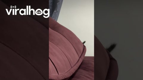 Color-Changing Kitten || ViralHog