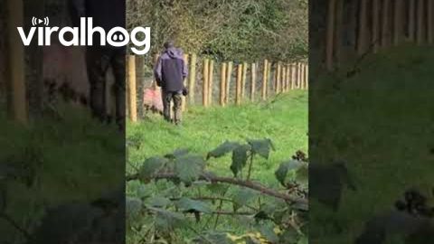 Man Helps A Lamb Stuck in a Fence || ViralHog