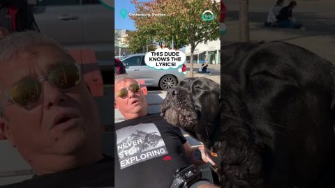 Cane Corso Puts on a Show || ViralHog