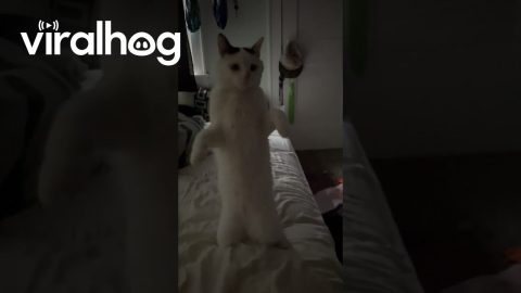 Needy Kitty Waits to Be Picked Up || ViralHog