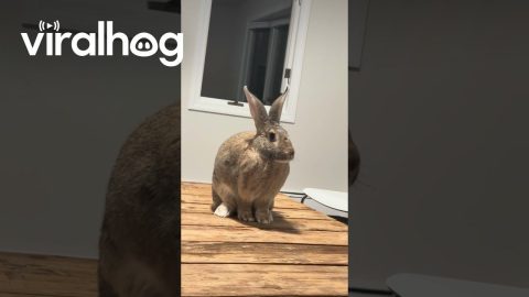 House Rabbit Wiggles Nose || ViralHog