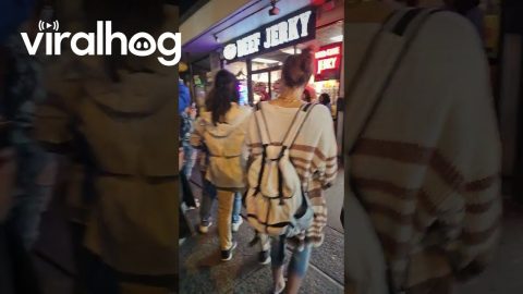 Black Bear Orders Sweets At Gatlinburg Shop || ViralHog