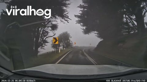 Kangaroo Keeps Me Company on My Foggy Morning Commute || ViralHog