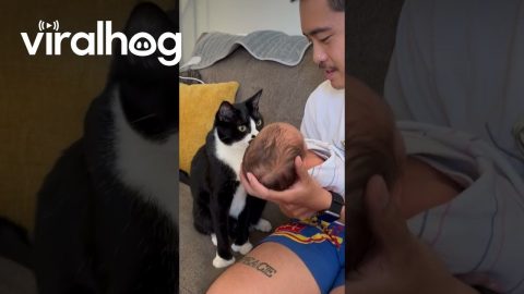 Gentle Cat Meets Newborn Baby || ViralHog