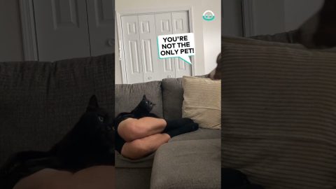 Super Jealous Pet Siblings || ViralHog