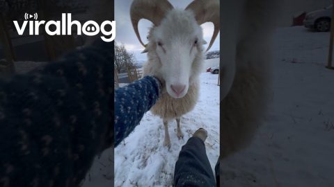 Sheep Wants Pets || ViralHog